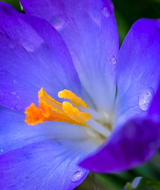 Blue flower petal